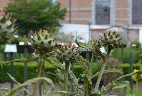 Visite des jardins ‘La manne céleste, le 4/10 à 14h30 Visite des jardins ‘La manne céleste, le 4/10 à 14h30