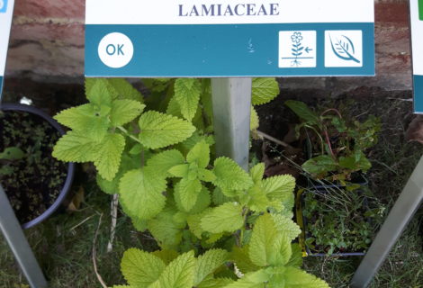Inauguration « Herba Sana près de chez vous » Inauguration « Herba Sana près de chez vous »