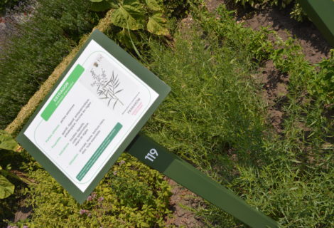De kruiden van onze tuin De kruiden van onze tuin