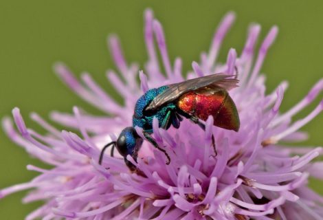 Expo « Relations plantes-insectes » Expo « Relations plantes-insectes »