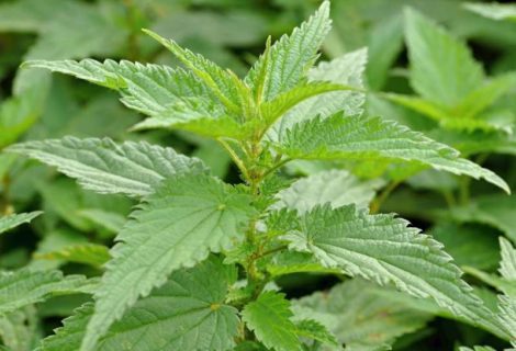 Atelier ‘Plantes comestibles et médicinales’, le dimanche 29/03 Atelier ‘Plantes comestibles et médicinales’, le dimanche 29/03