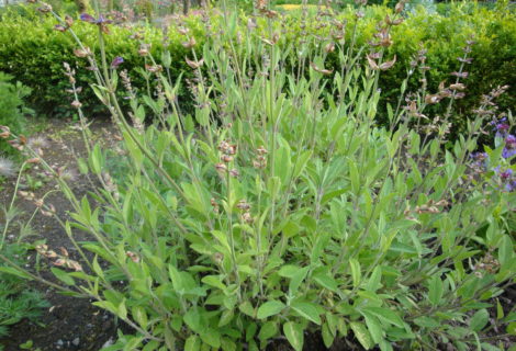 Un jardin, une plante, 1001 recettes ! Samedi 21/09, la sauge Un jardin, une plante, 1001 recettes ! Samedi 21/09, la sauge