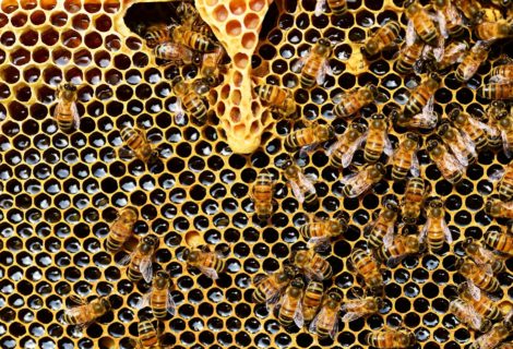 Atelier « Les abeilles, médecines de l’homme » le dimanche 18 octobre à 10h30 et 14h Atelier « Les abeilles, médecines de l’homme » le dimanche 18 octobre à 10h30 et 14h