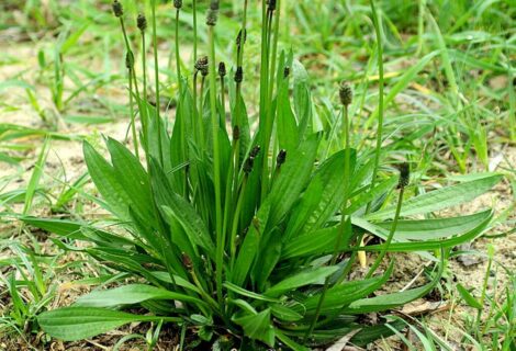 Samedi 26 juin : » Le plantain, saveurs sublimes » . Samedi 26 juin : » Le plantain, saveurs sublimes » .