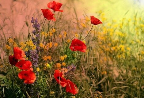 COMPLET ! Samedi 4 et dimanche 5 septembre à 14h : balade plantes sauvages le long de la Dendre… COMPLET ! Samedi 4 et dimanche 5 septembre à 14h : balade plantes sauvages le long de la Dendre…