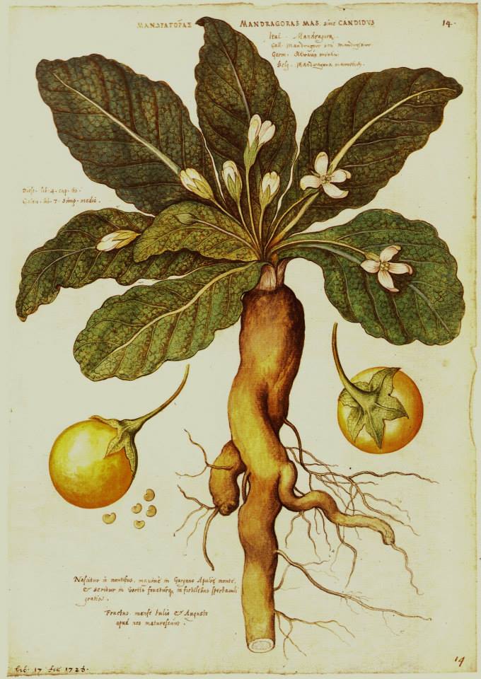 « Histoires et plantes de sorcières »: exposé illustré, visite du jardin et de ces plantes ‘magiques’ Dimanche 25 juin à 14h15