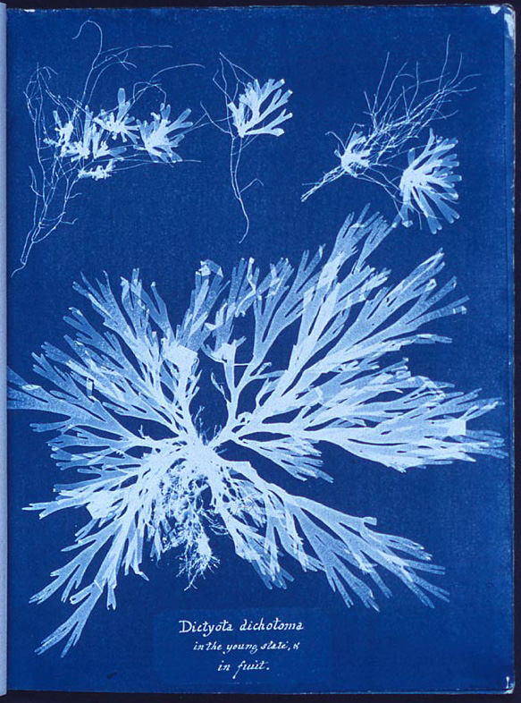 Atelier Cyanotype