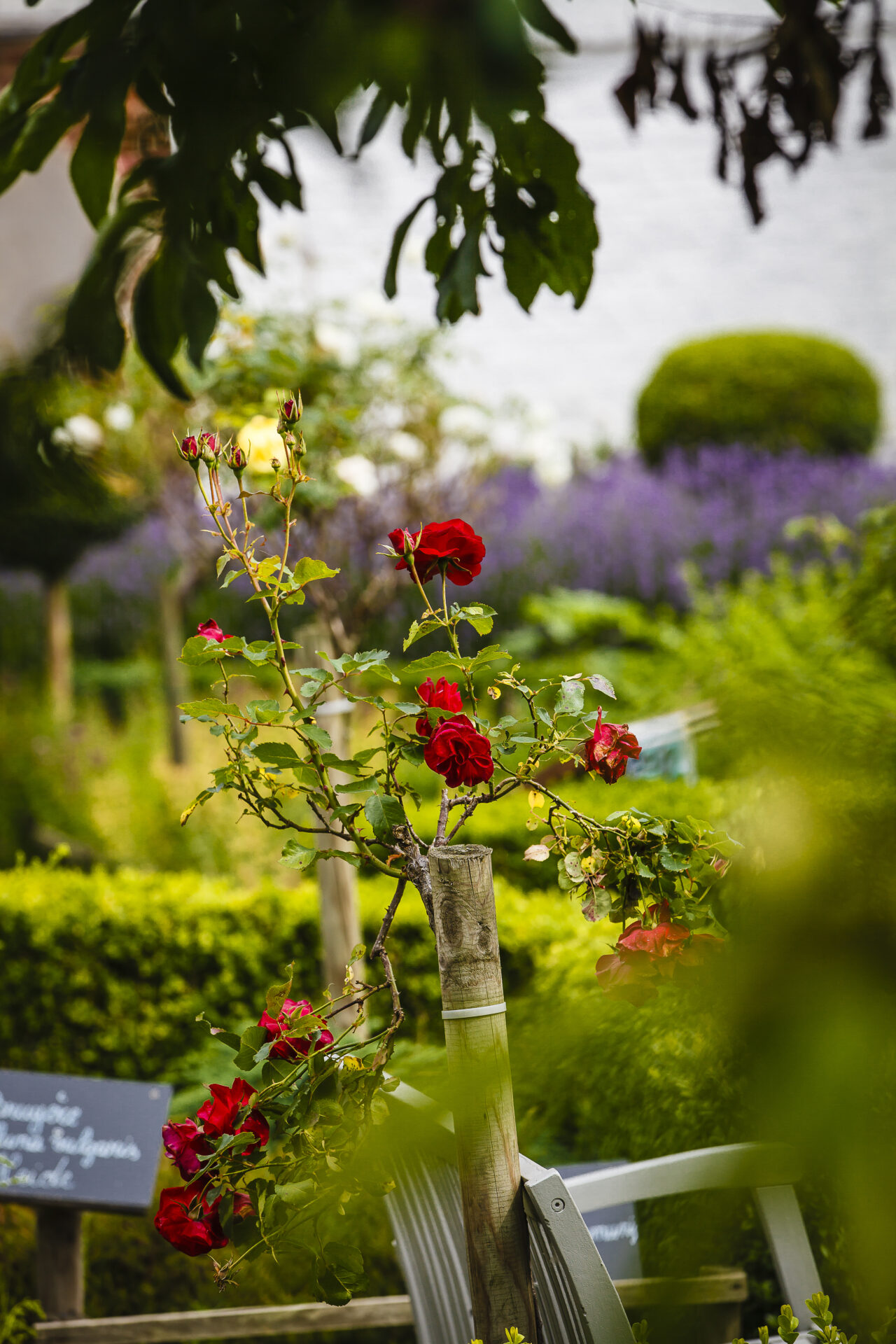 Visite : Odyssée Chromatique à travers le Jardin